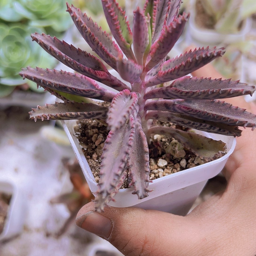 不死鸟锦19包邮多肉