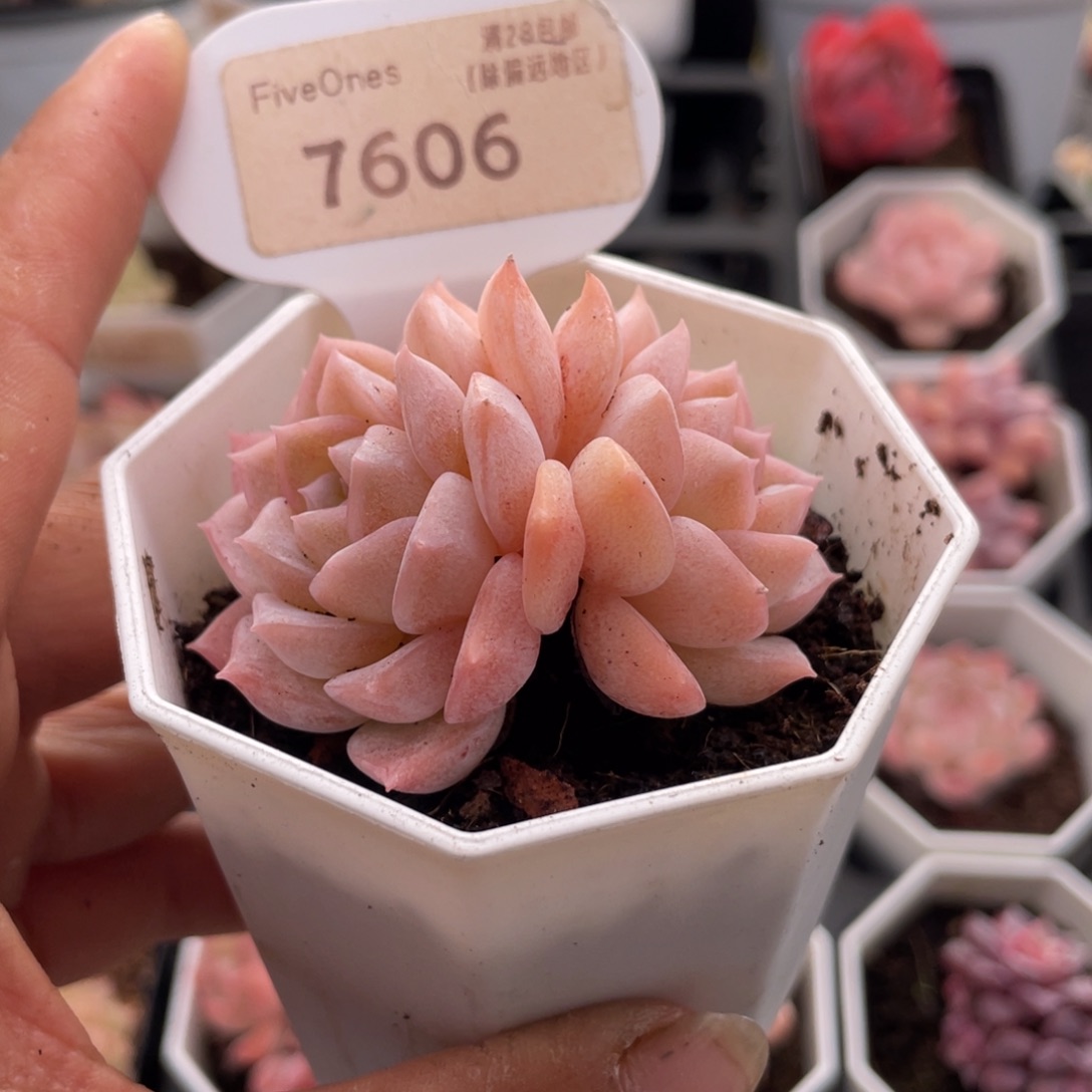 纯爱7606-5.5厘米