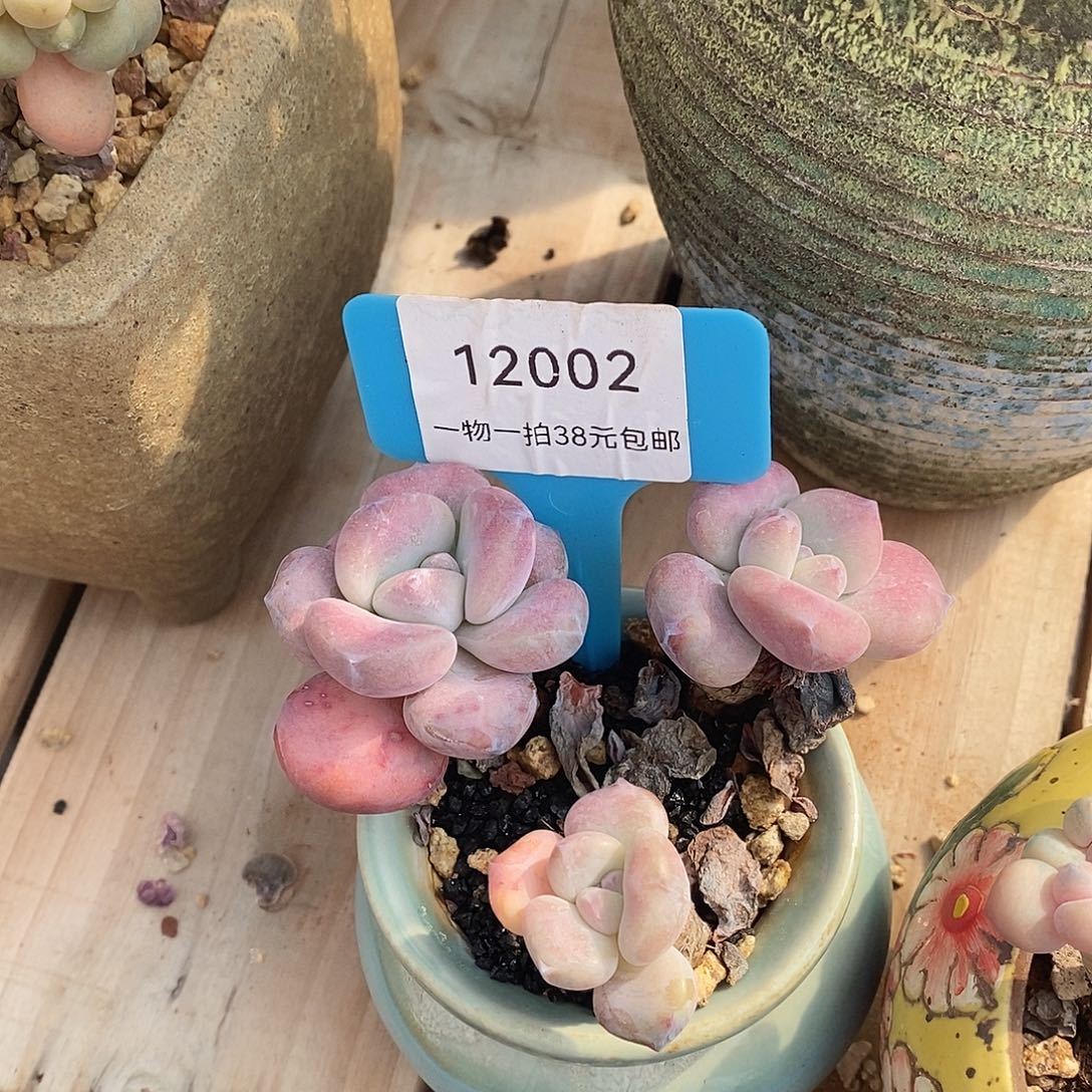 002透露婆婆额木咯哦哦璐璐我