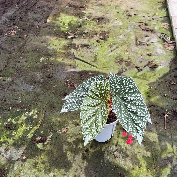 完全开放富士山秋海棠