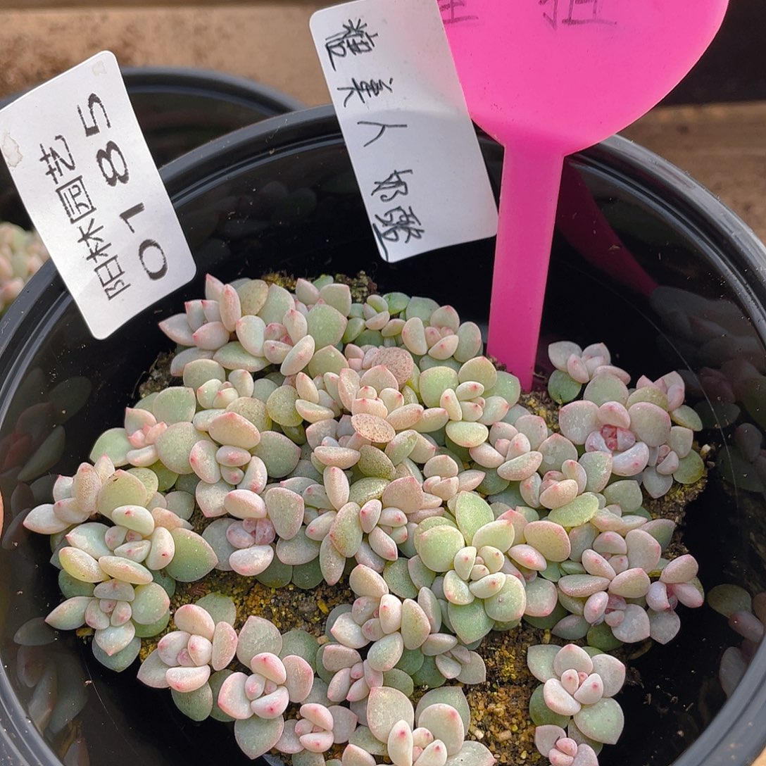 量拍多肉植物多肉植物185