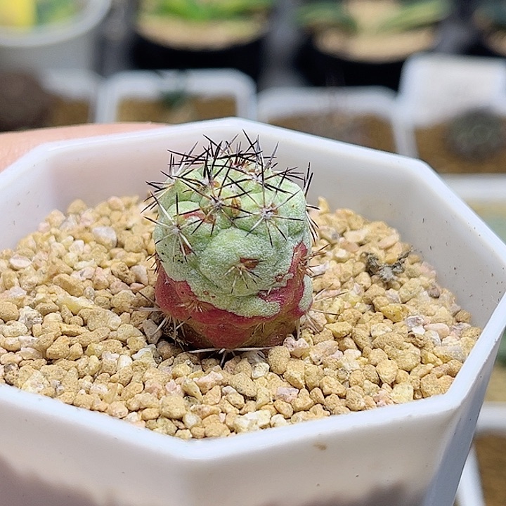 1.9公分帝王丸自根带盆