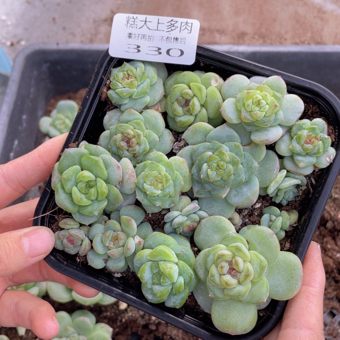 糕大上多肉植物330