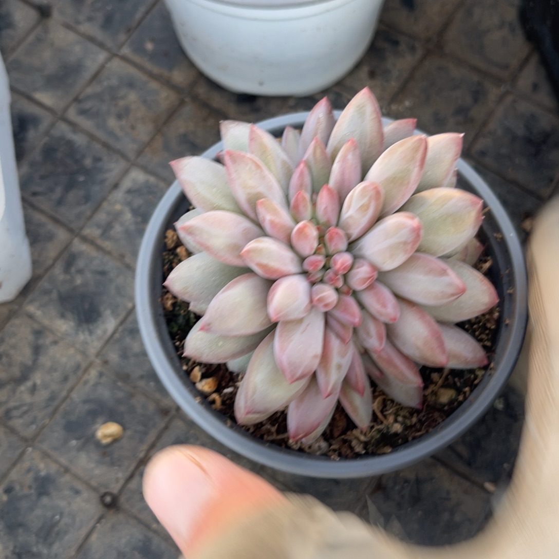 3***儿虞美人缀化多肉植物寄养