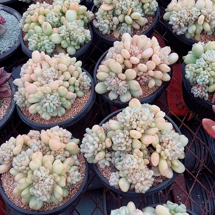 比尔盖茨精品多肉盆栽生日快乐