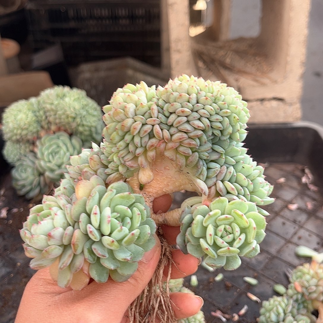 白胖子缀化小树缀化1111