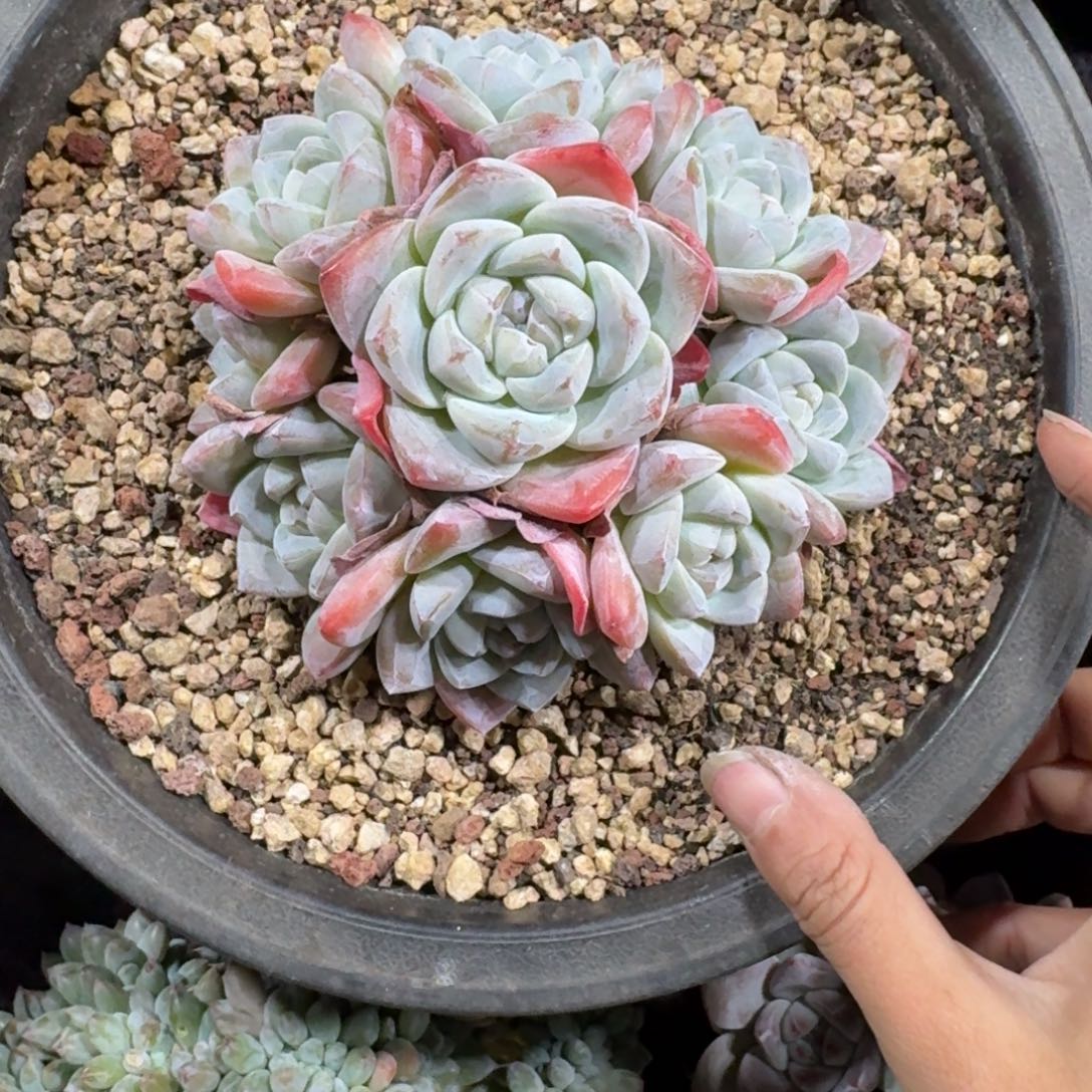 冰玉9头无砍一物一拍