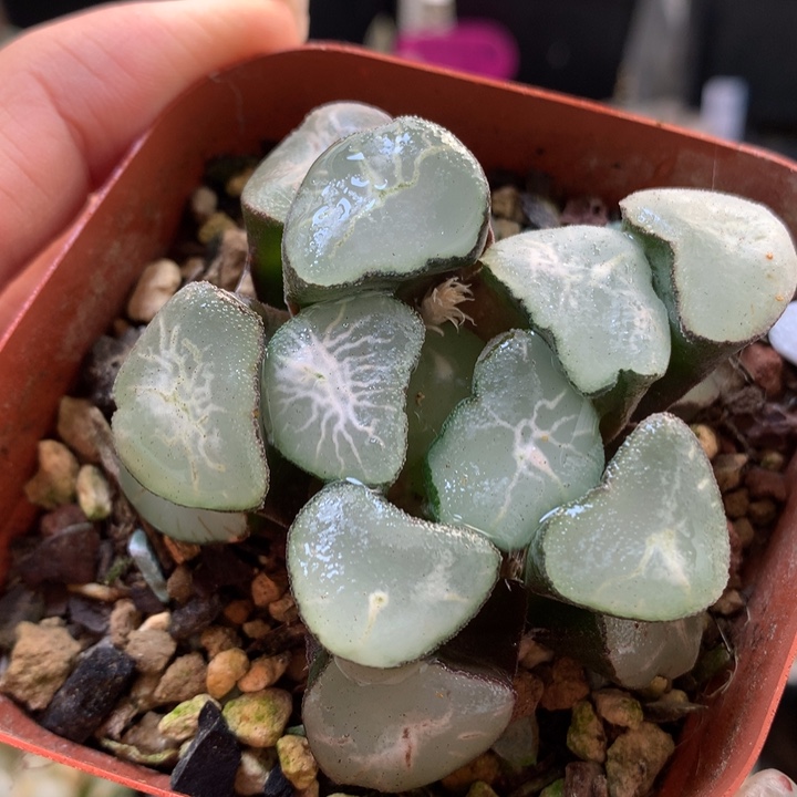 欧大宝万象带盆土