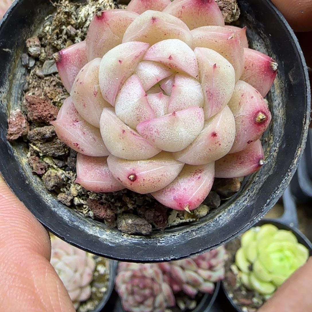 一物一拍麦秆珍妮05195