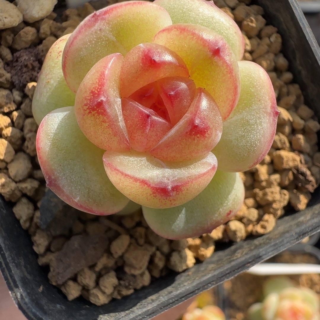 C***️652号圆秃包小珍妮多肉