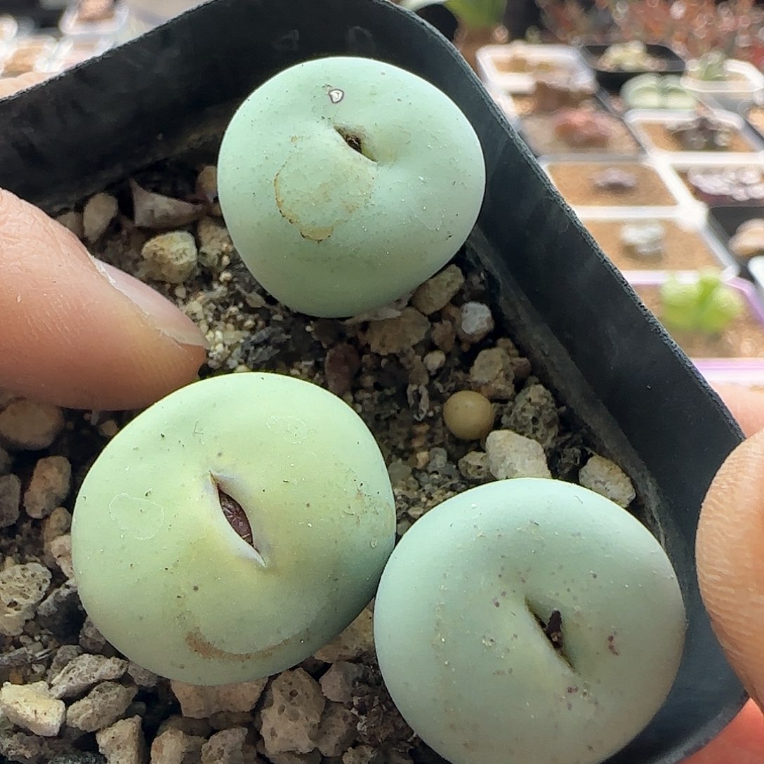 28包邮脱土发货27840