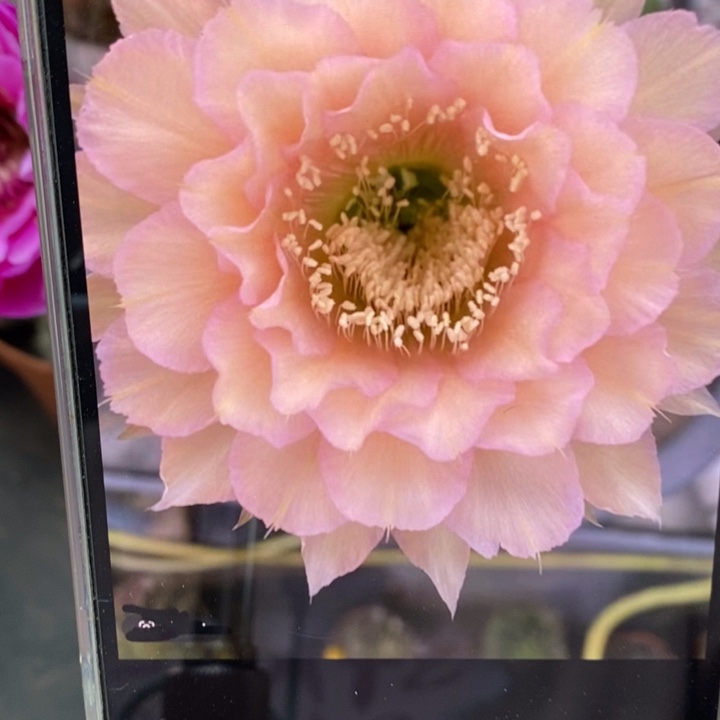 香香新8号侧芽4.5公分左右