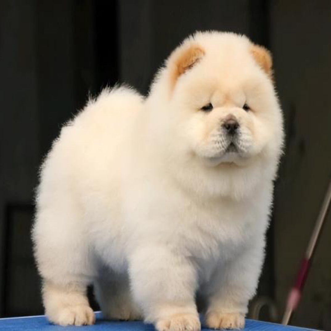 温顺粘人精品松狮宝宝幼犬 您身边最真实的伴侣