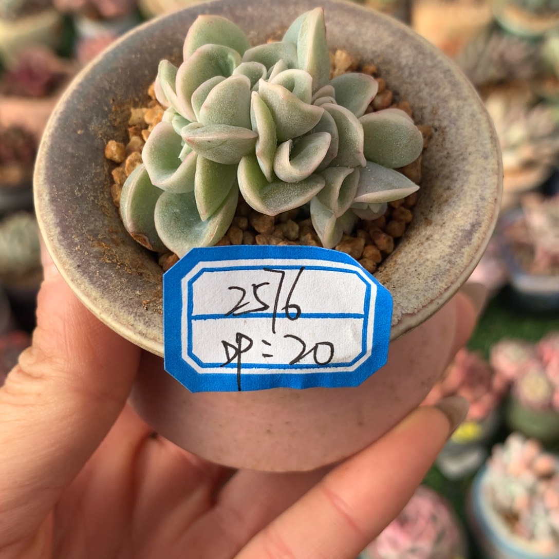 d***62576       1带盆         