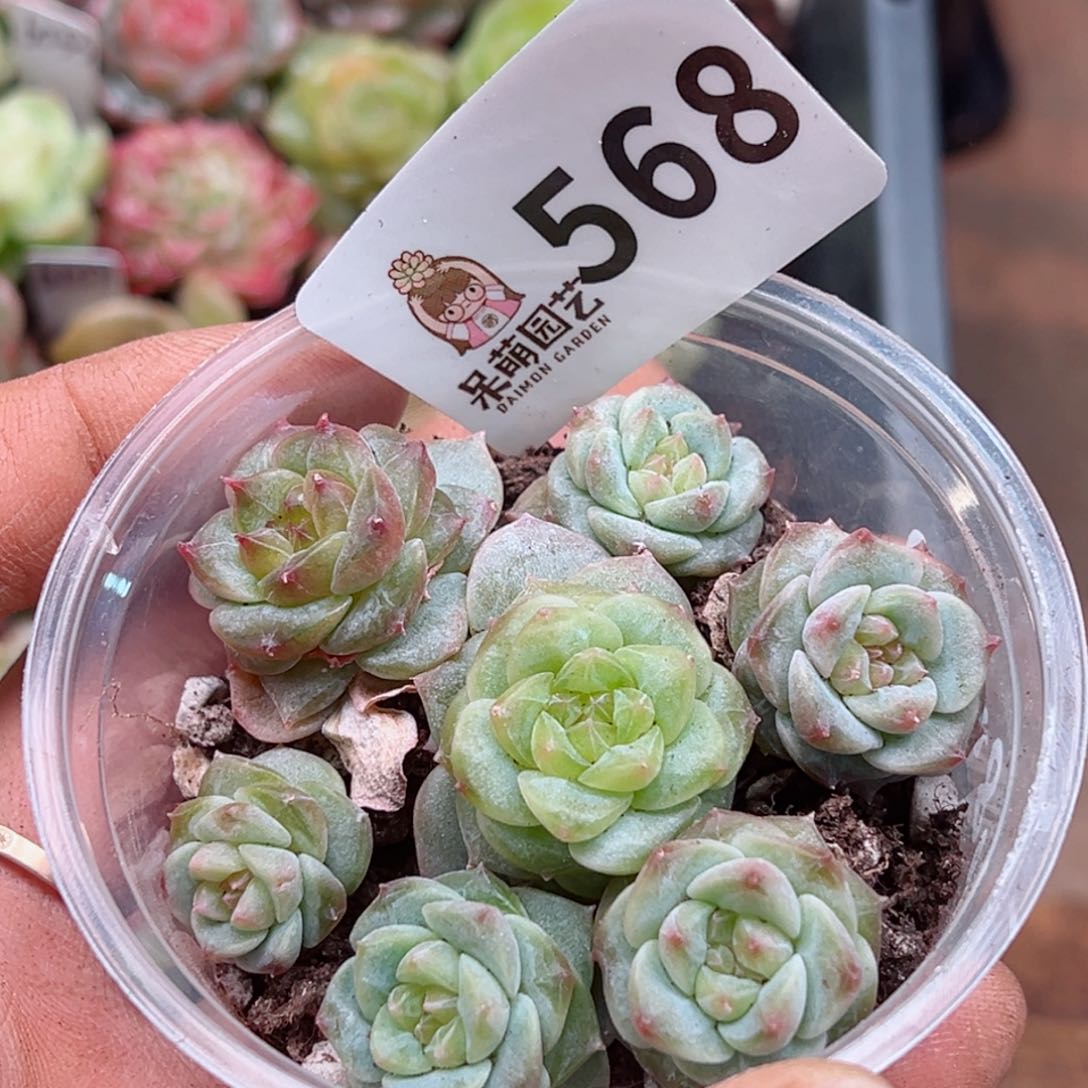 多肉植物多肉植物