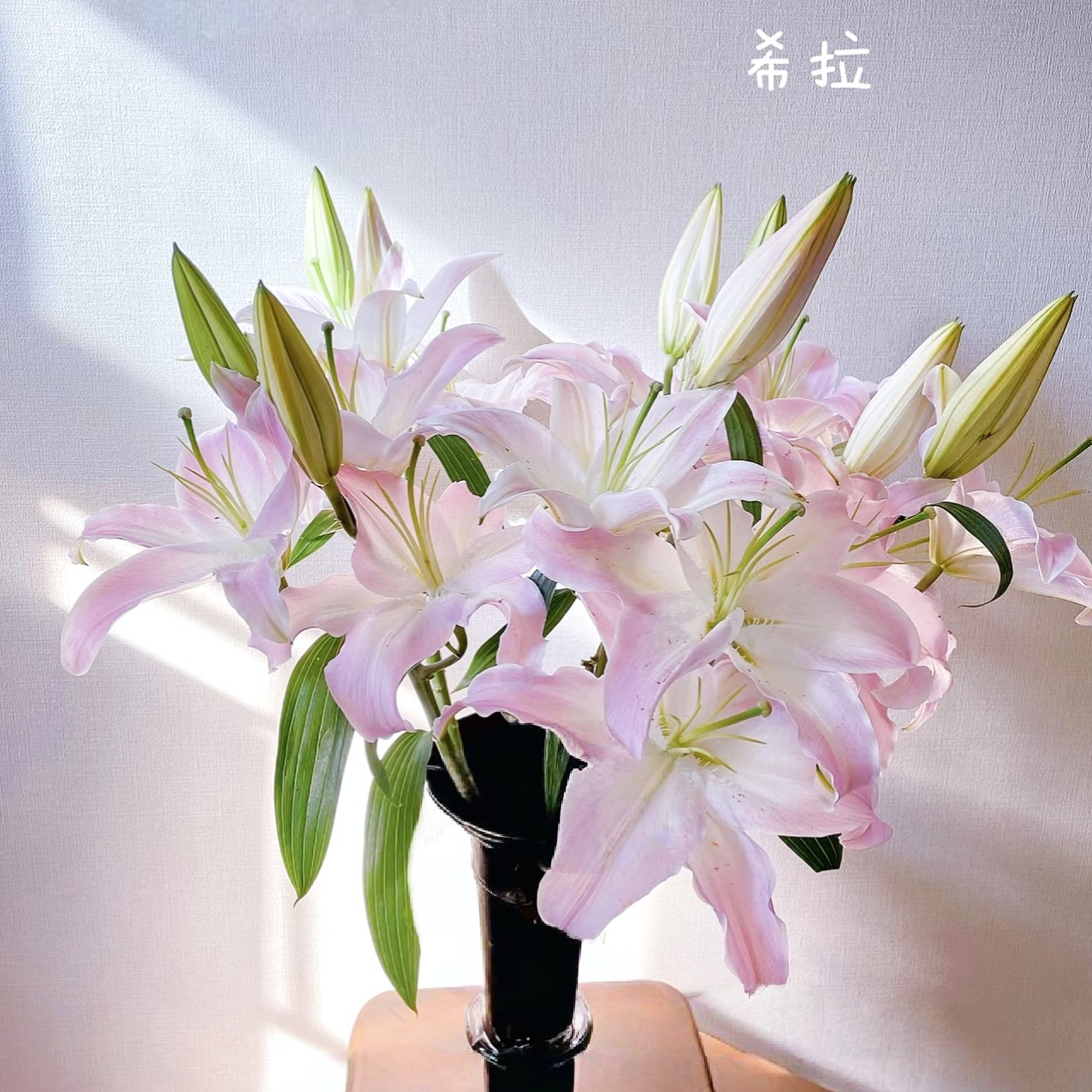 【云霄花卉】【希拉百合】云南香水百合花【任意两单顺丰冷链包邮】