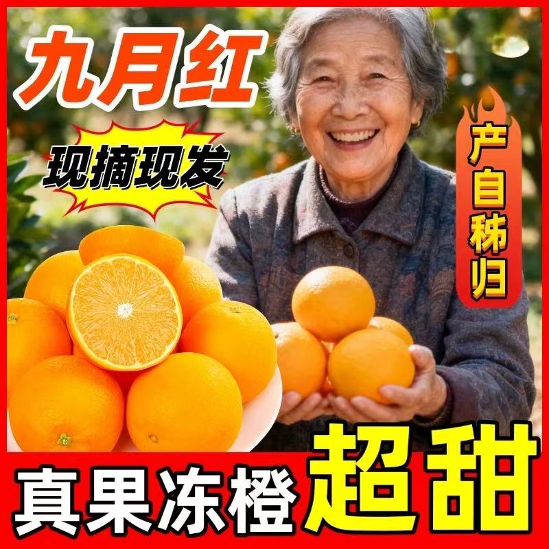 孕妇小孩放心吃-九月红果冻橙-现摘现发皮薄无籽榨汁无打蜡不催熟