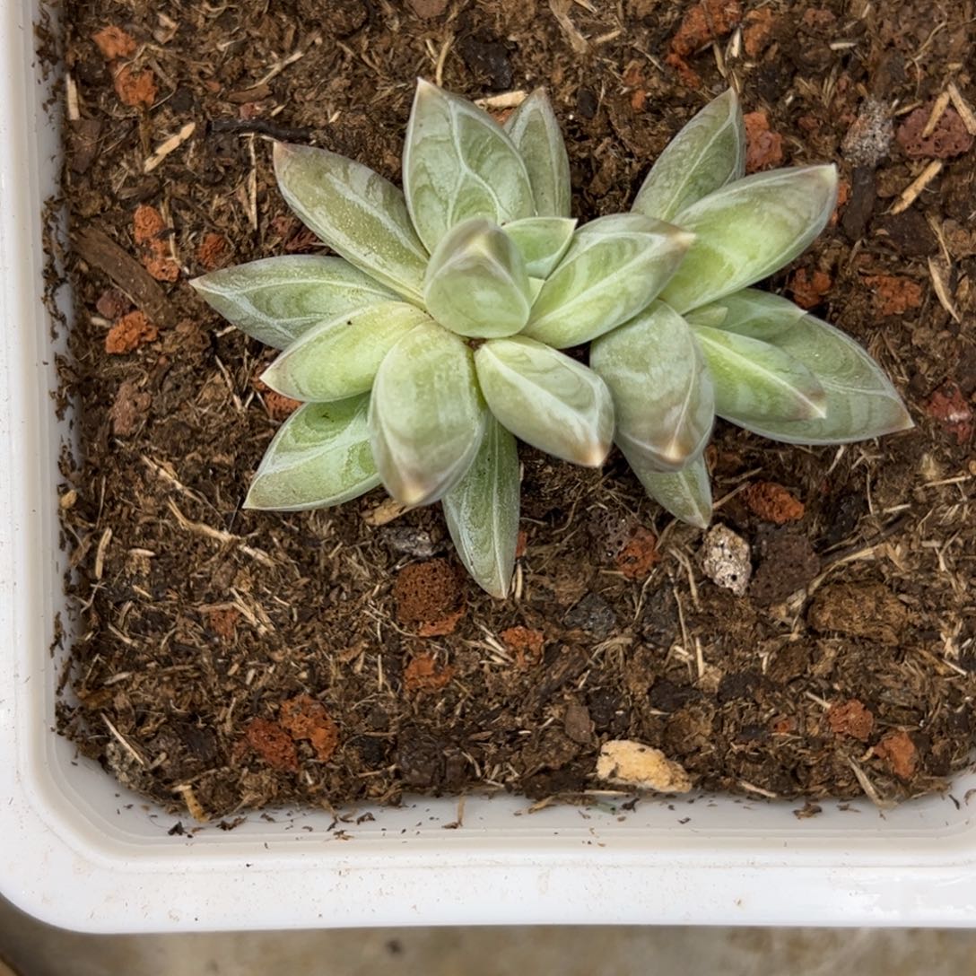 红***梦红尘似梦 雪黛丽 发货