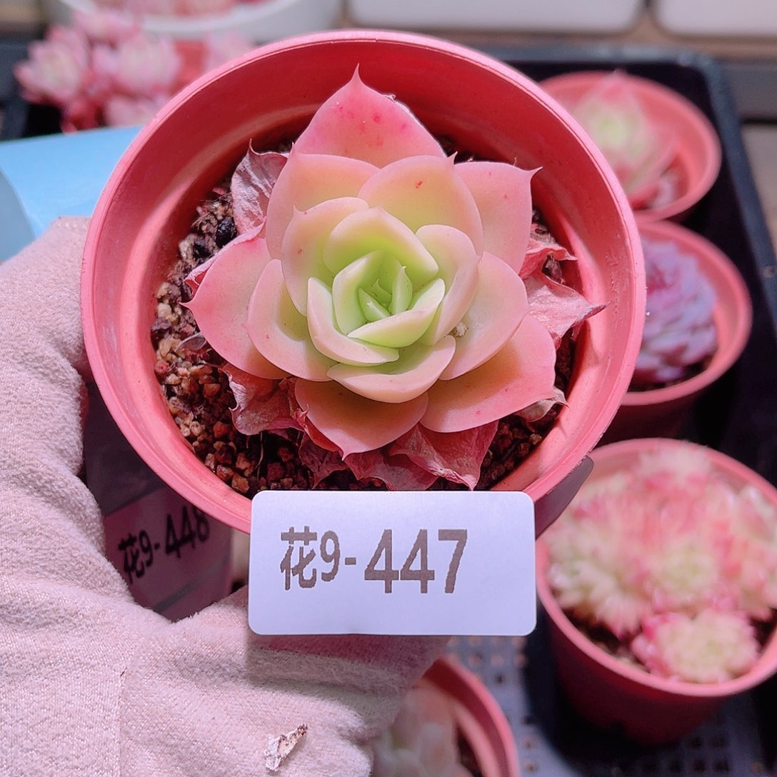 花利美9-447柠檬酸橙