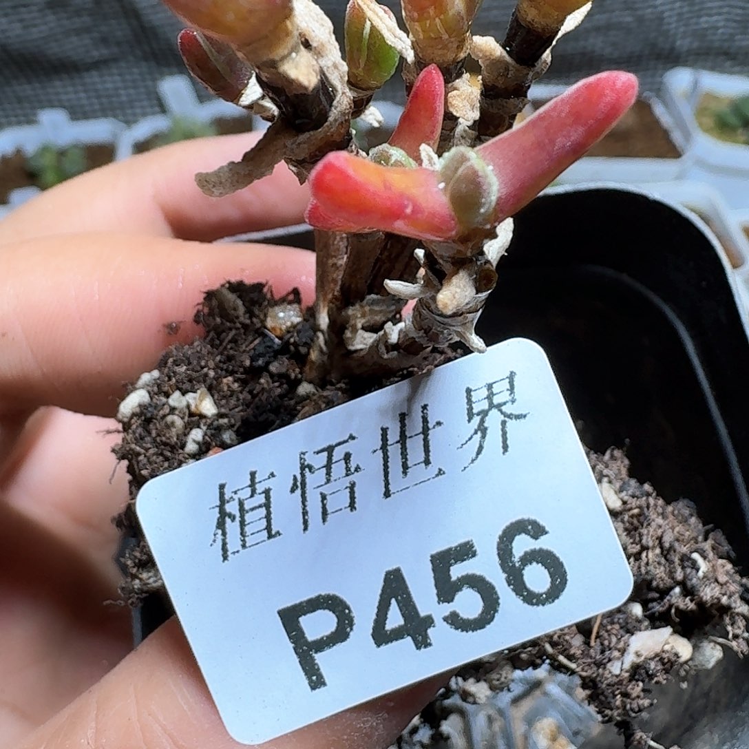 456号多肉植物哇x f