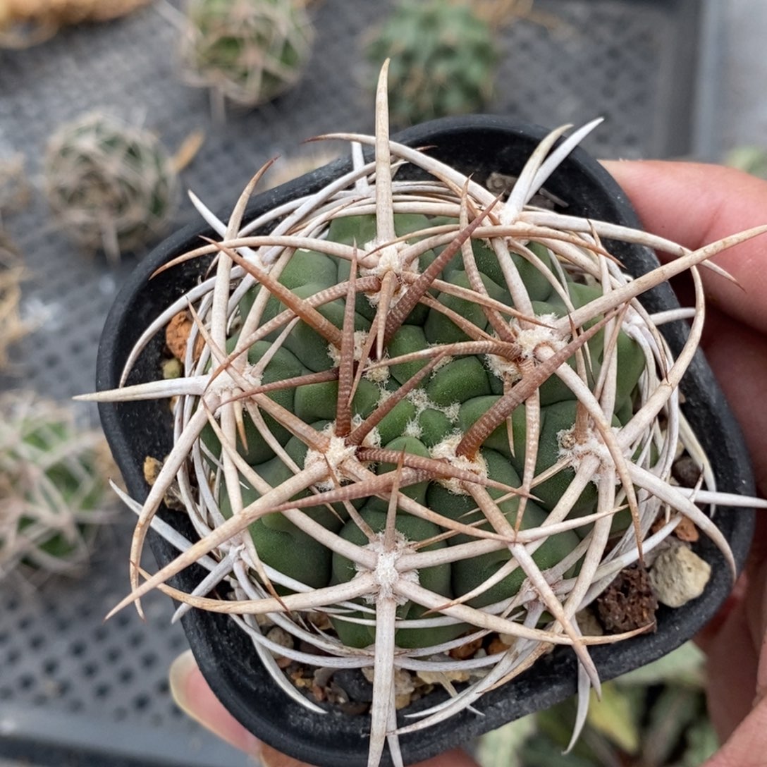 植播园艺红刺碧岩玉