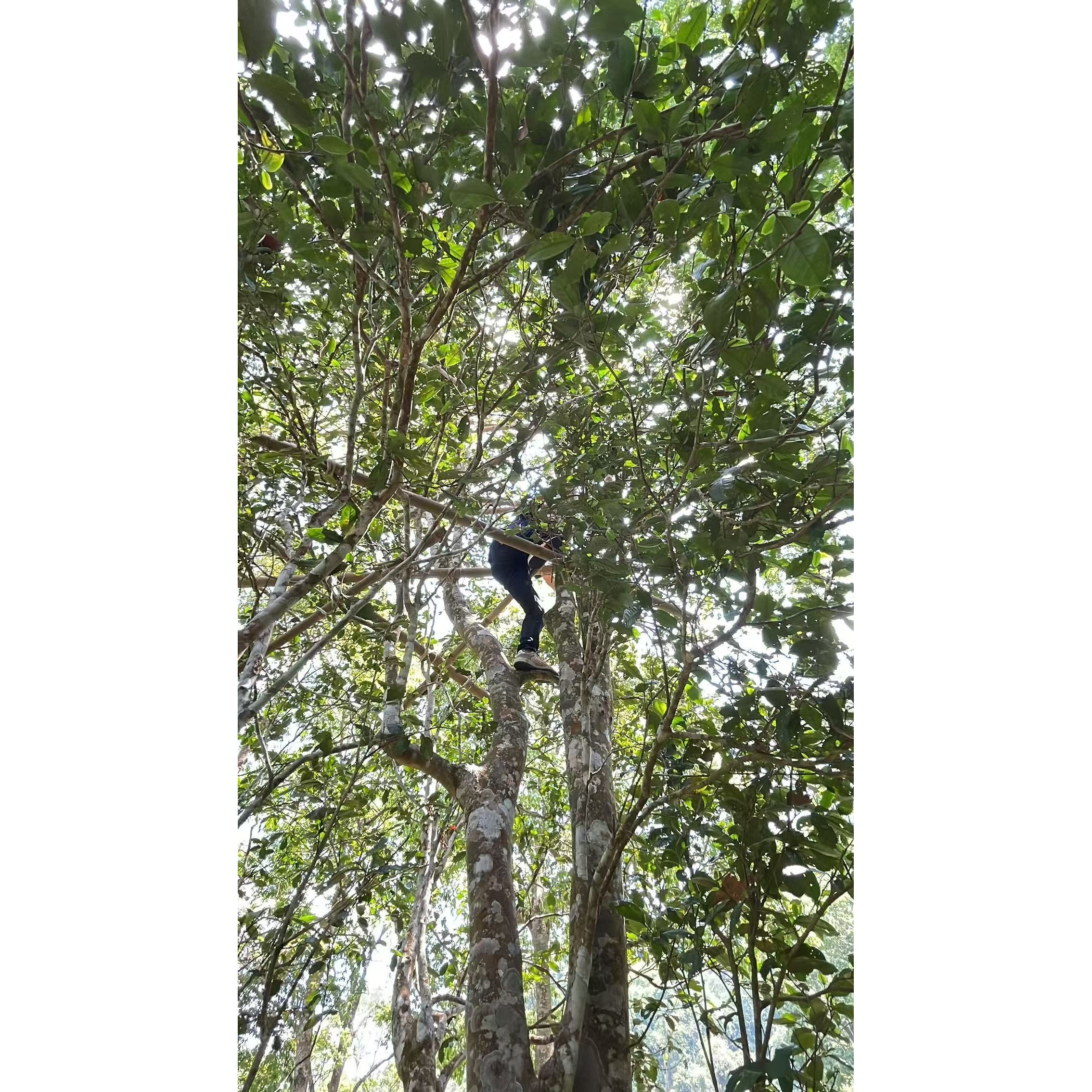 【新人必拍】2025年头春薄荷塘300年古树普洱生茶散50克