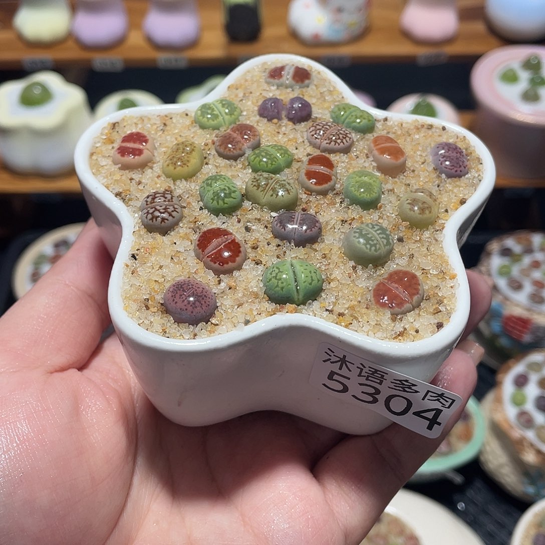 带盆土植物 一物一拍5304