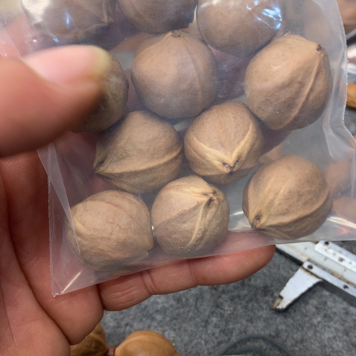 平***康手串/手链橄榄核广东梅林铁核2.4