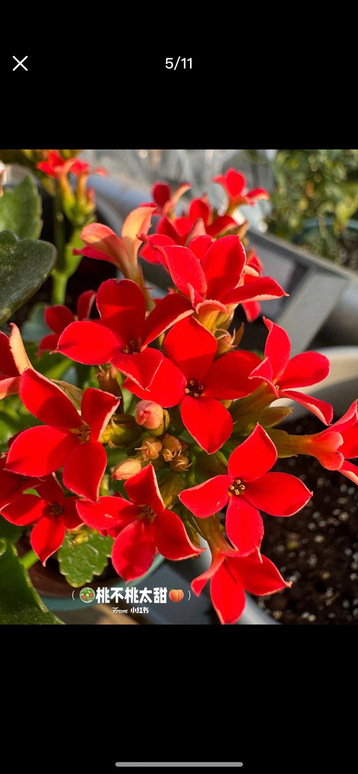 【杰克红】130杯单瓣长寿花