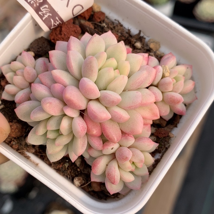 小红蛋锦多肉植物