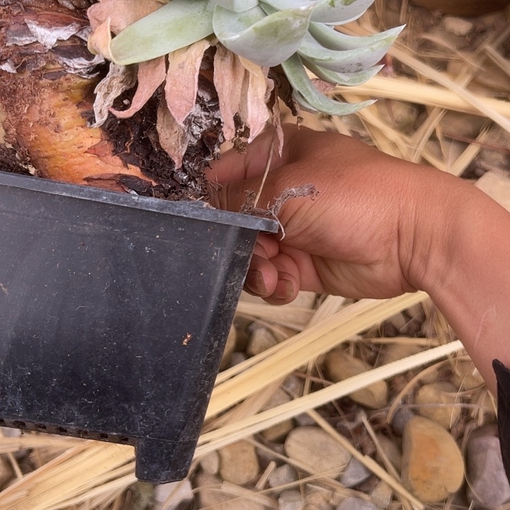 仙女杯系列多肉植物