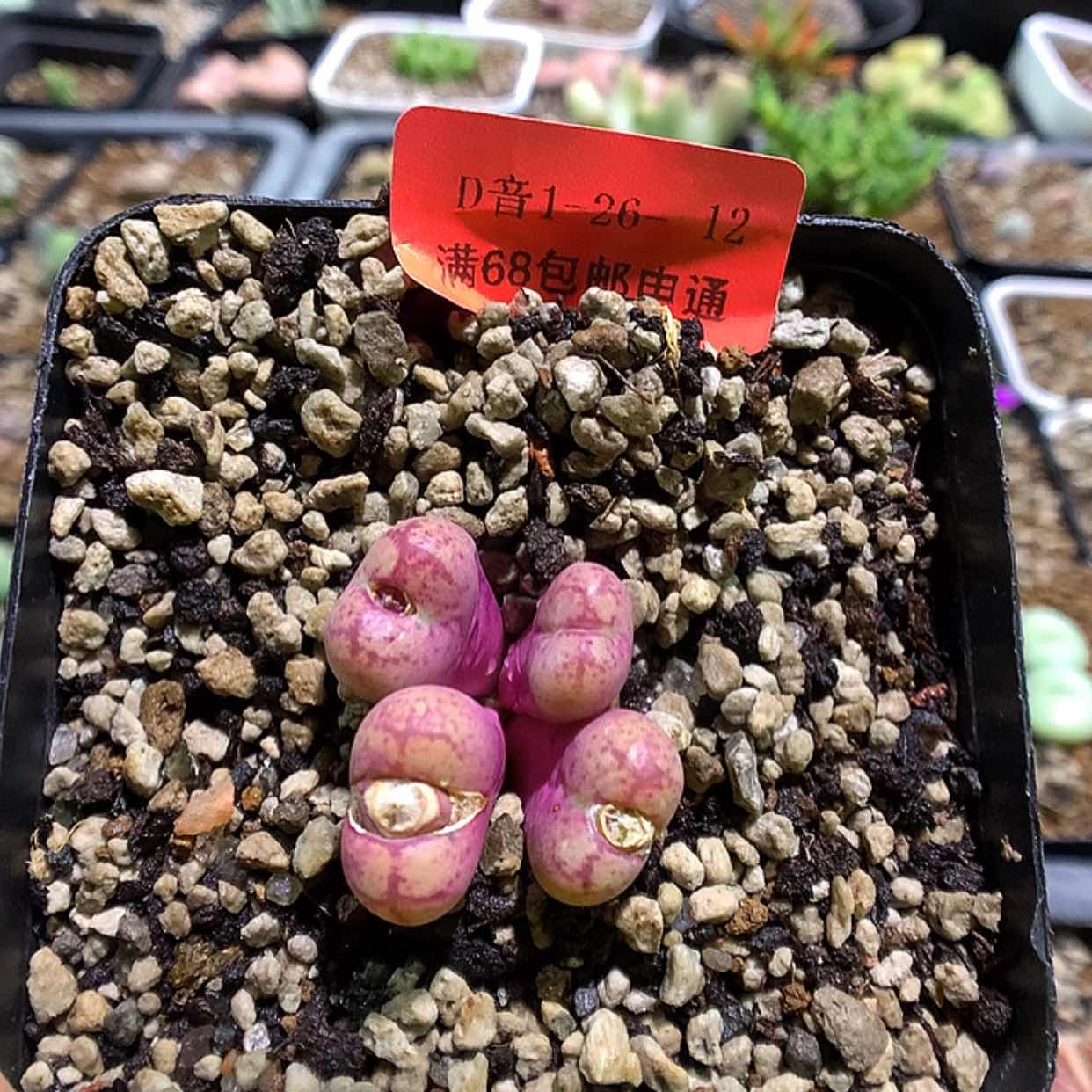 【闪购商品】1-26-12 猴脸一群特 20