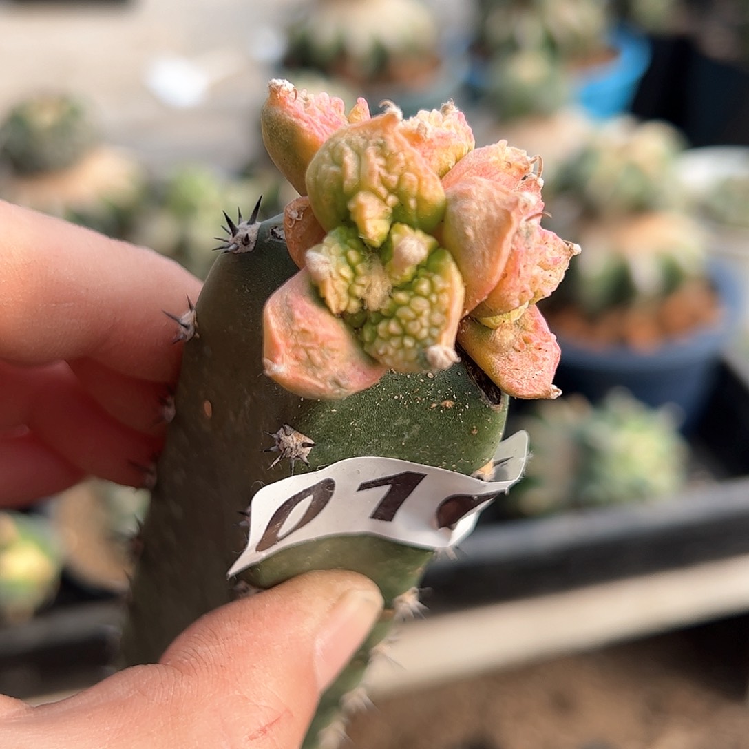 010怒锦新年快乐mmm