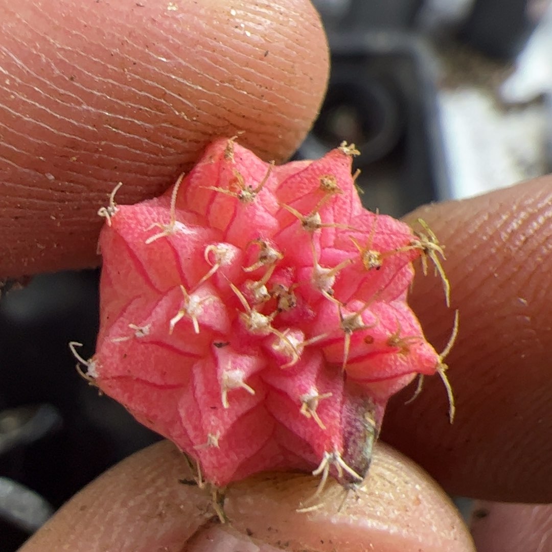 当前无花栽培后可以开花981