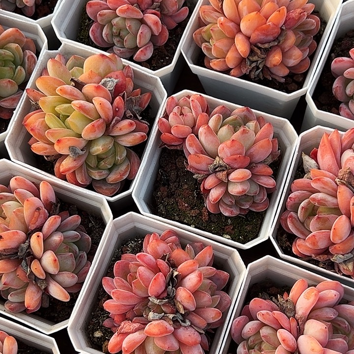 全明星       福利多多