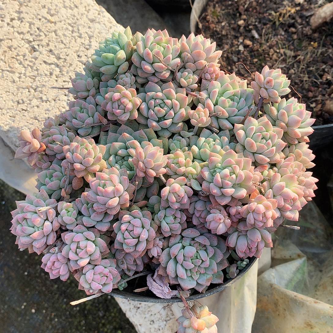 粉曼多肉散一物一拍