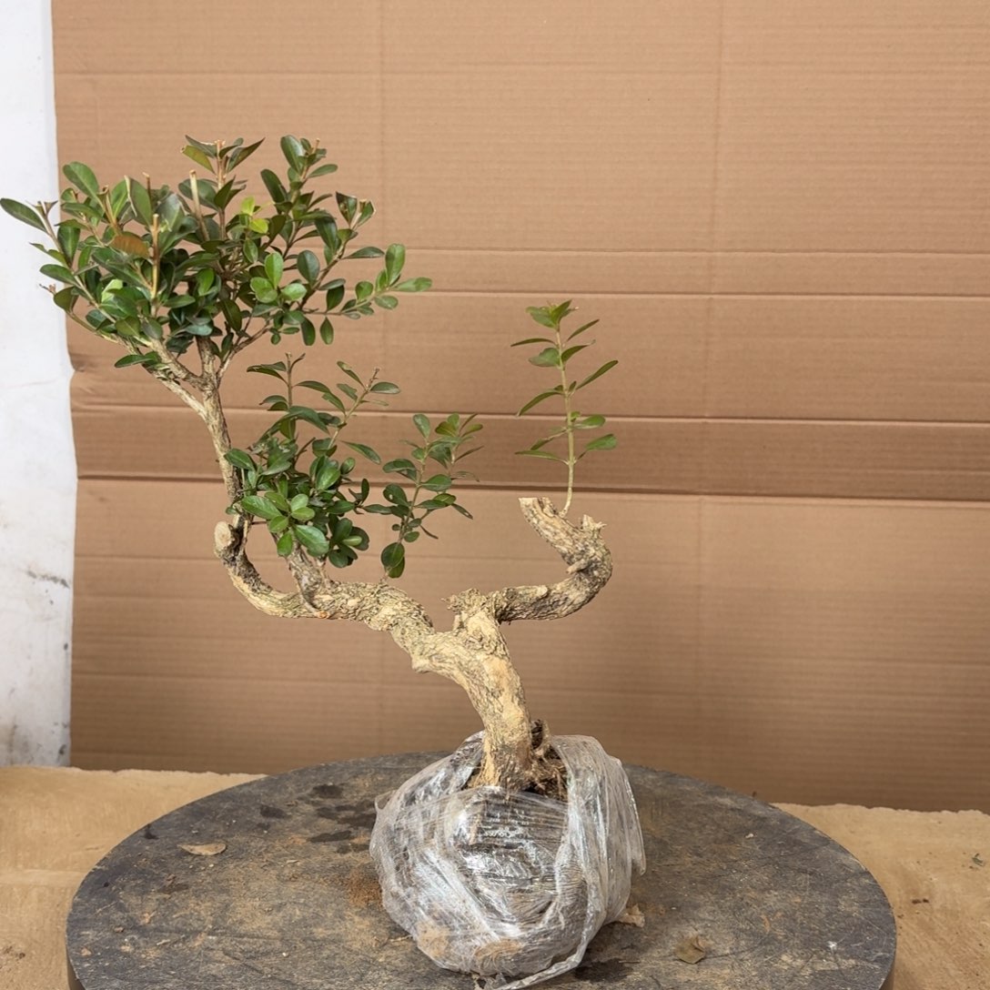 完全开放瓜子黄杨