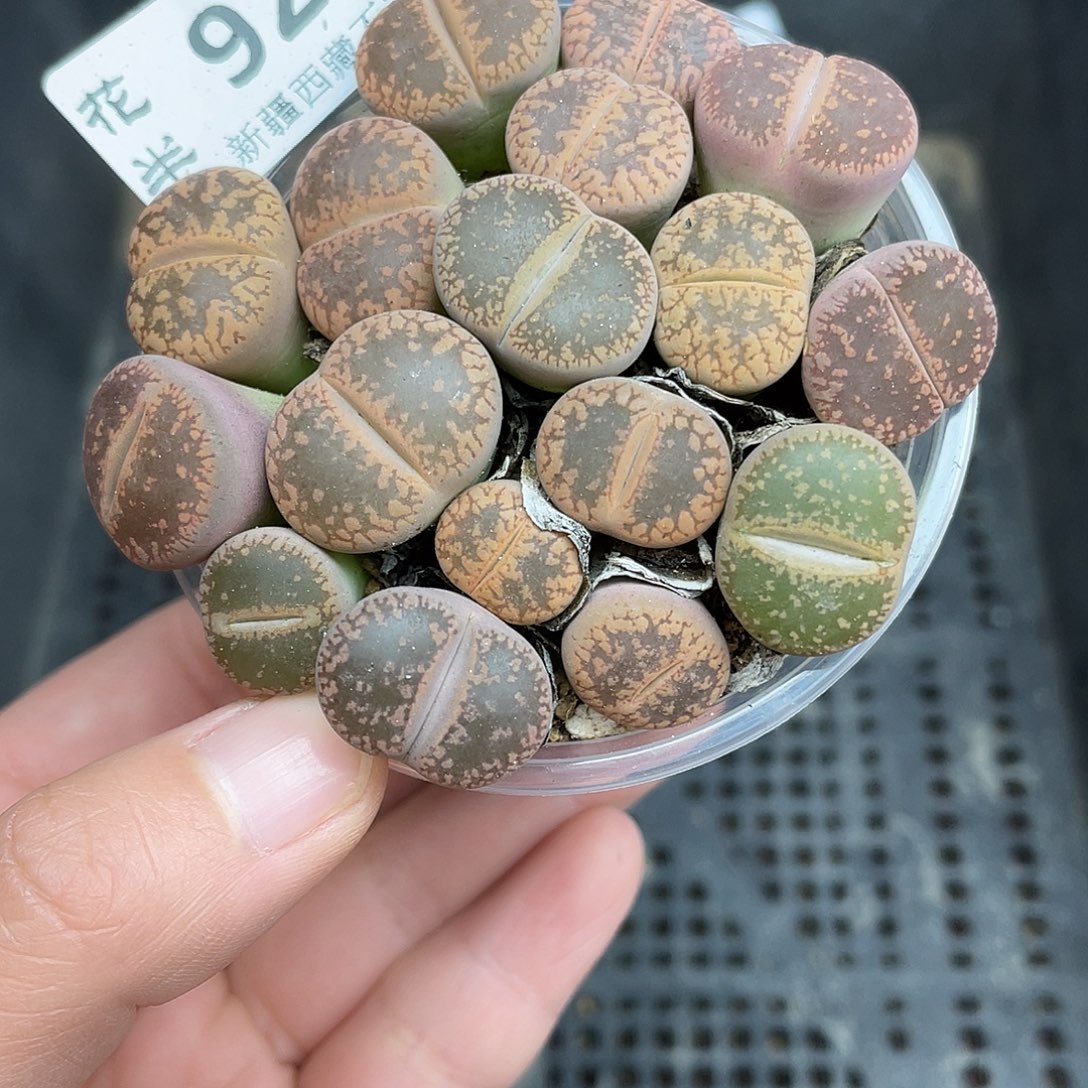 92800000怀胎啊花花花