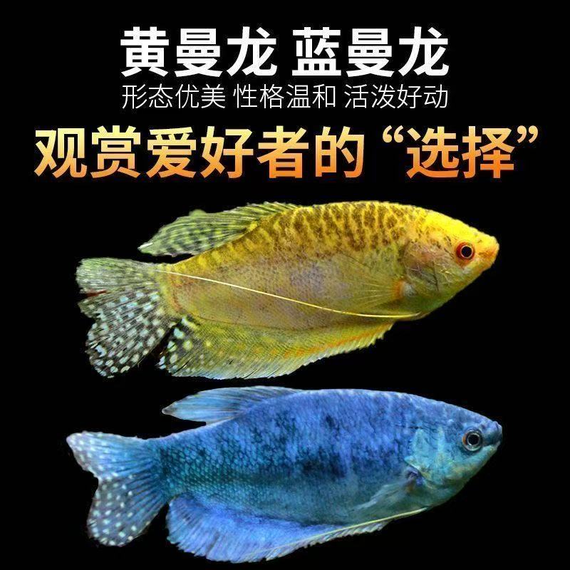 【渔场直销】五彩丽丽珍珠马甲曼龙鱼淡水观赏鱼好养耐活无需打氧