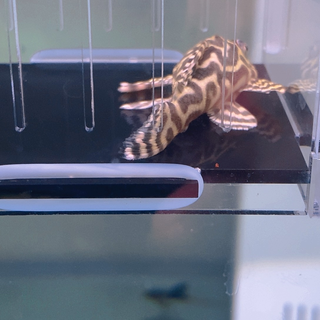 清道夫鱼皇室异型14