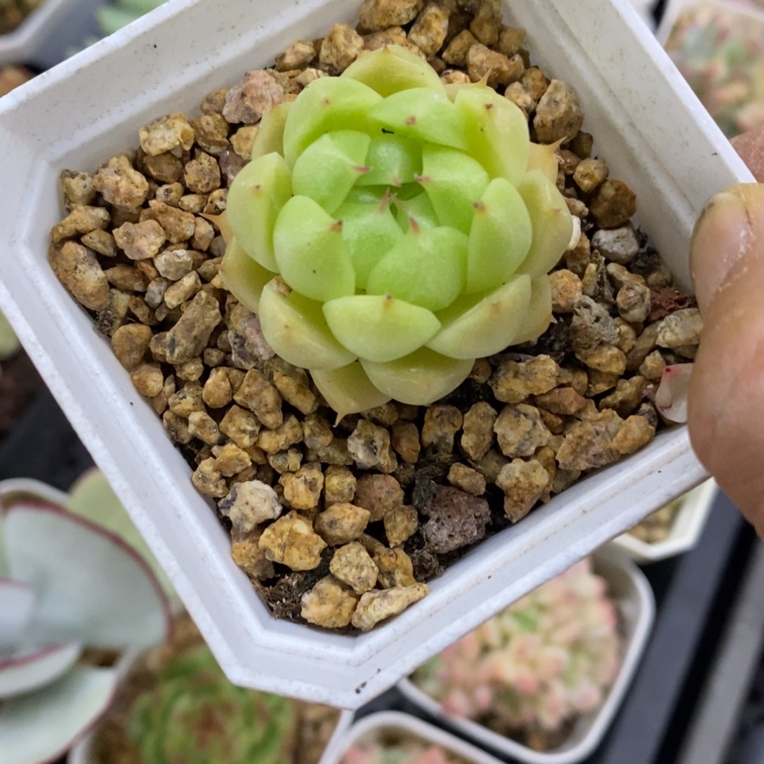 精品多肉一物一拍不包整249