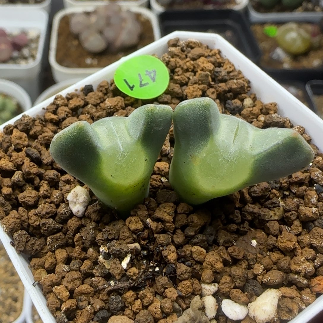 苒***荞专拍漂亮多肉植物471