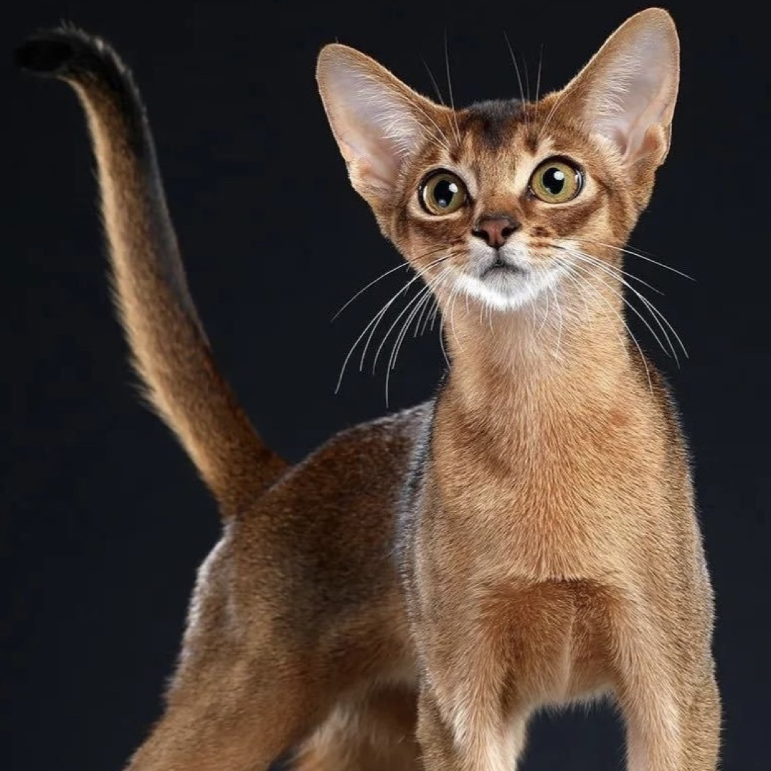 阿比西尼亚宠物猫定金上门自提链接