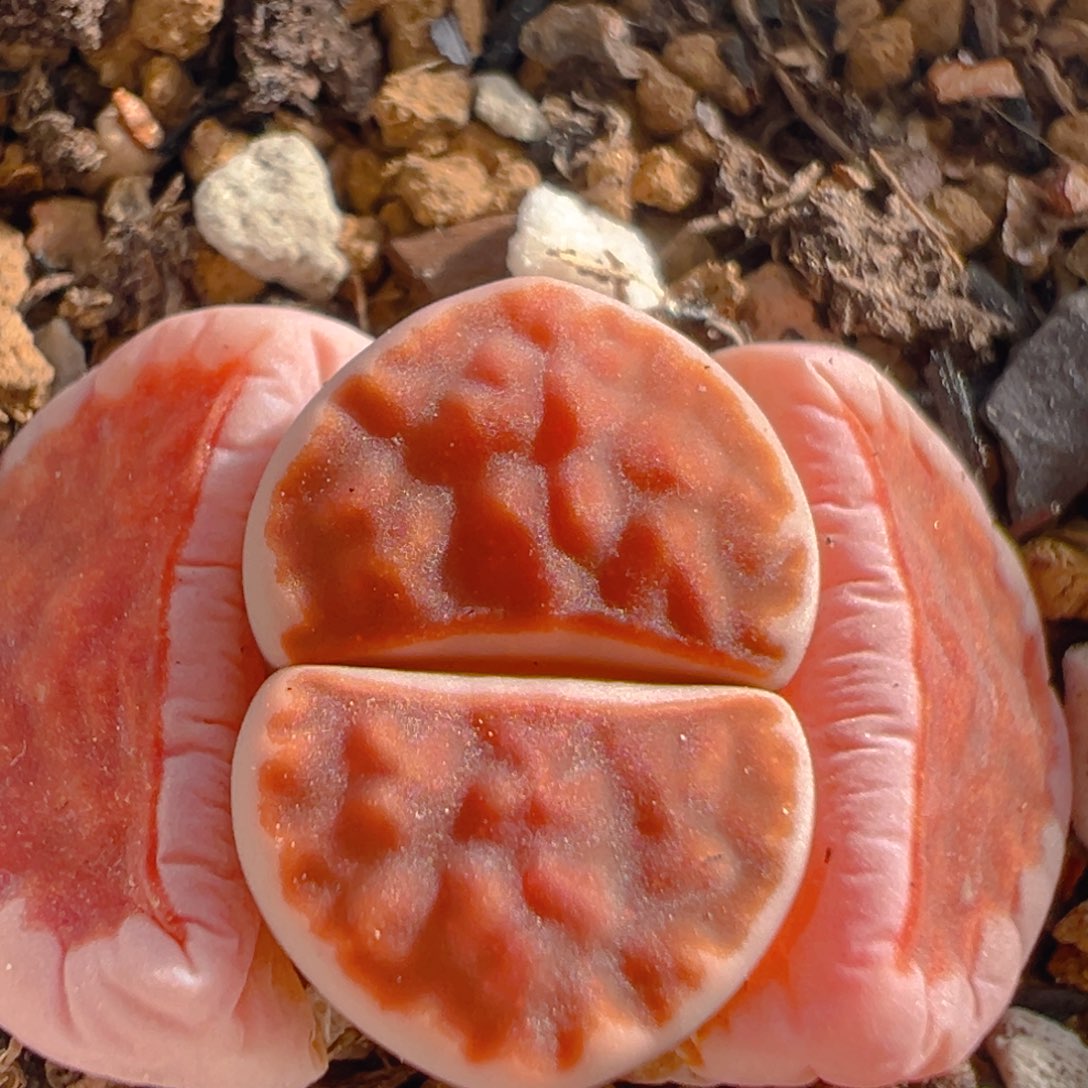 33多肉植物百科知识