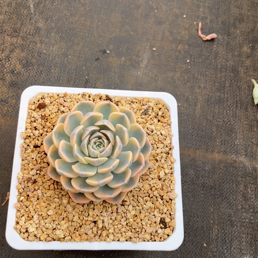 126111111111111111111111