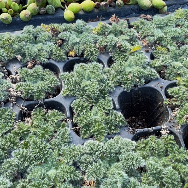 羽叶阳葵2.8带土发货