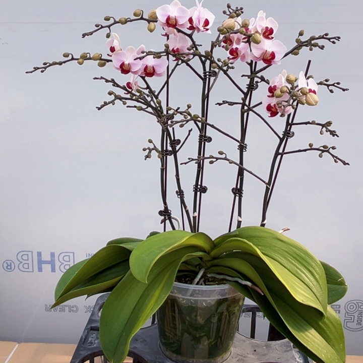 少量花朵（建议范围：2朵-5朵 或40%以下）