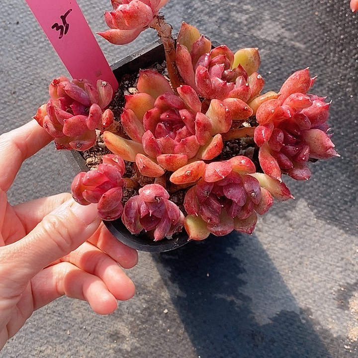 l**a35多肉植物老桩