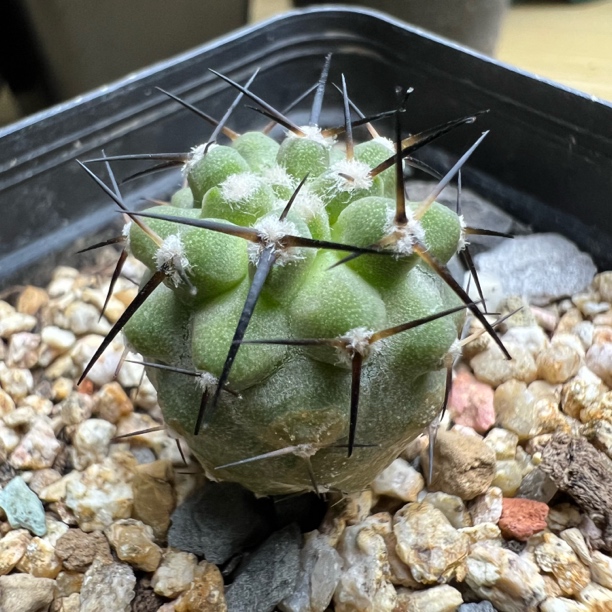 高山豪刺黑王丸有瑕疵实生龙爪仙人球多肉植物绿植盆栽阳台防辐射