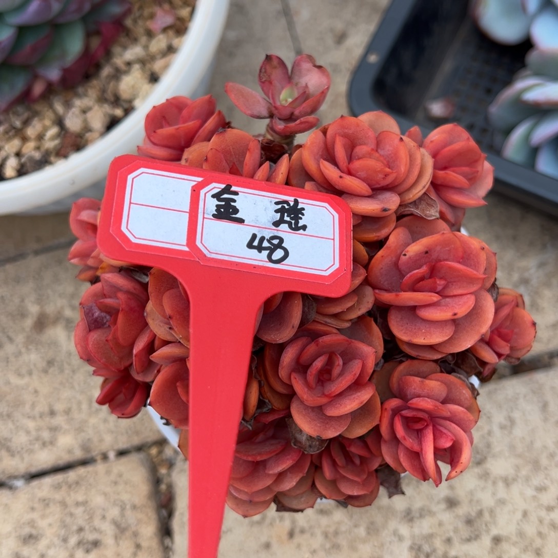 金***瑶金瑶48。               